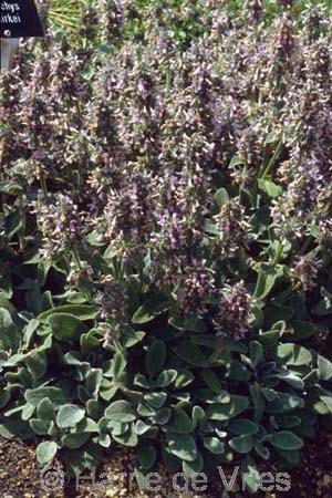 Stachys thirkei