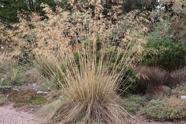 Stipa gigantea