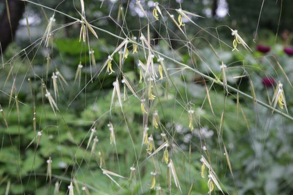 Stipa gigantea