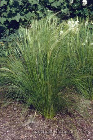 STIPA tenuissima