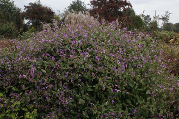 Strobilanthes penstemonoides