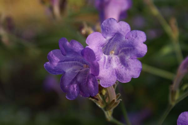 Strobilanthes penstemonoides