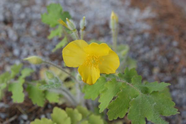 Stylophorum sutchuenense