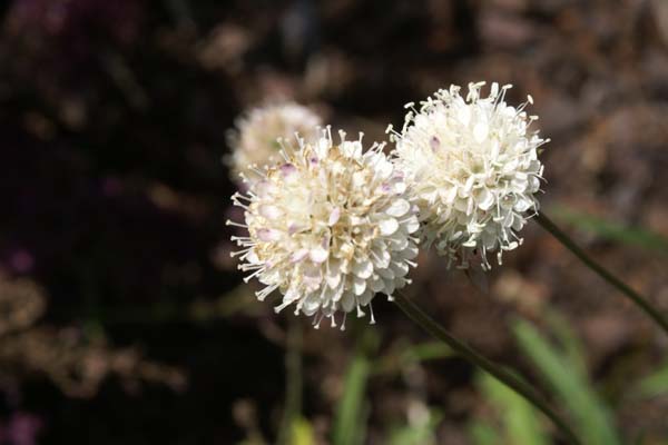 Succisella inflexa 'Tutu'