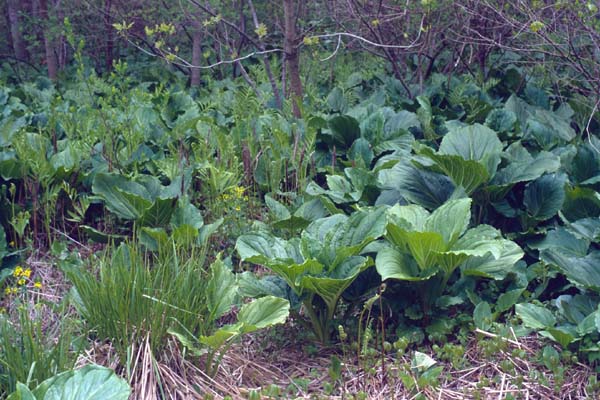 Symplocarpus foetidus