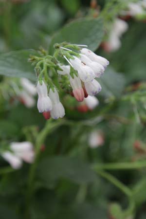 Symphytum grandiflorum 'Hidcote Pink'