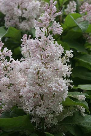 Syringa