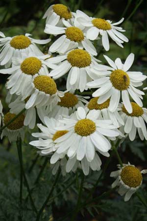 Tanacetum corymbosum 'Festtafel'