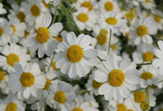 Tanacetum niveum