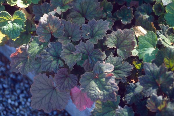 TELLIMA grandiflora 'Purpurteppich'