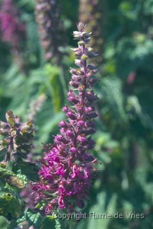 Teucrium hircanicum