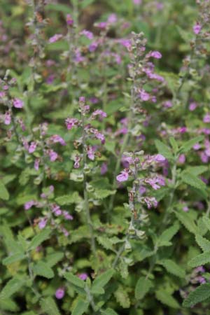 Teucrium kotschyanum