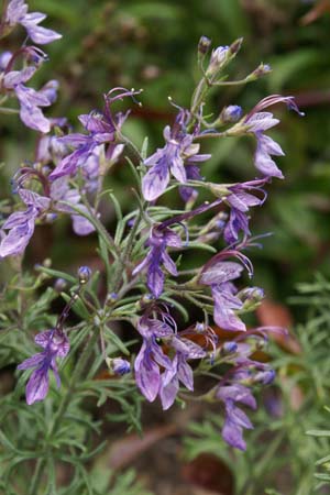 Teucrium orientale