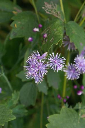THALICTRUM actaefolium 'Perfume Star'