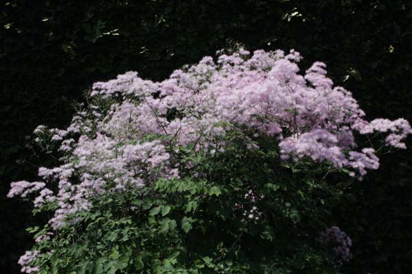 Thalictrum aquilegifolium 'The Cloud'