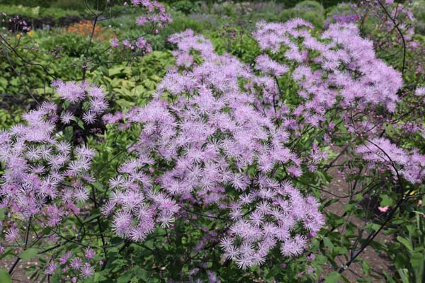 Thalictrum aquilegifolium 'The Cloud'