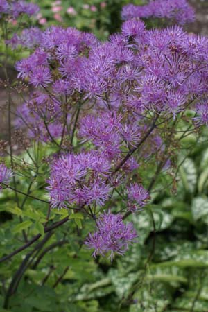 Thalictrum aquilegifolium 'Black Stockings'