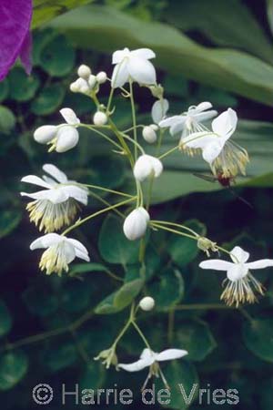 Thalictrum delavayi 'Album'