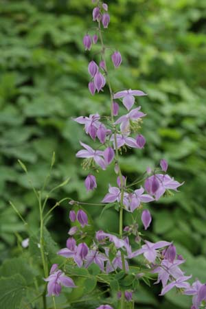 Thalictrum delavayi hinckleyi