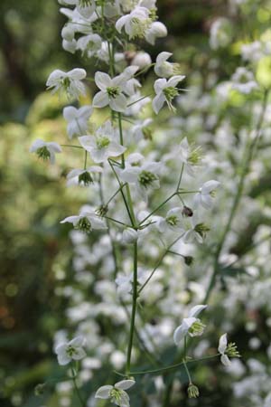 Thalictrum delavayi 'Splendide White'