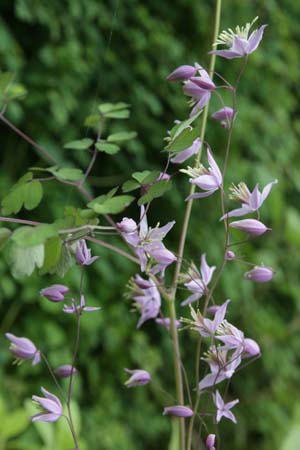 Thalictrum delavayi var. acuminatum BWJ7971