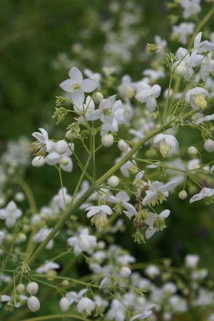 Thalictrum delavayi 'Ankums White'