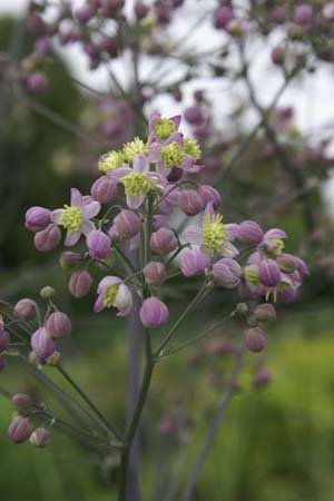 Thalictrum 'Elin'