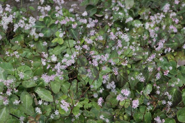 Thalictrum ichangense 'Purple Marble'