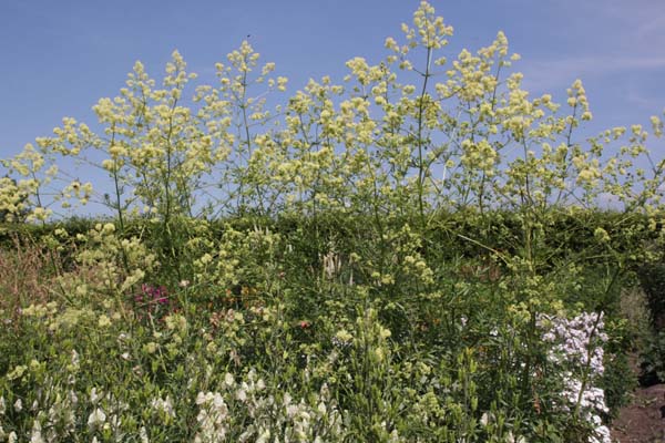 Thalictrum lucidum