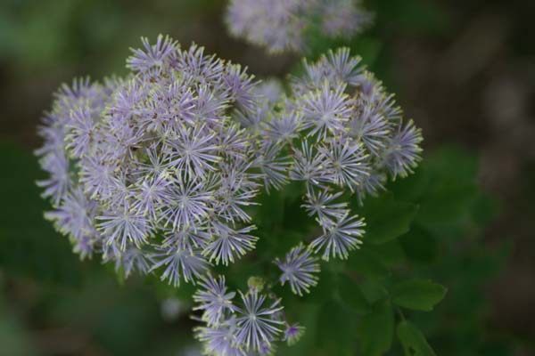 THALICTRUM pubescens 'Purple Form'