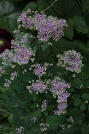 Thalictrum pubescens 'Purple Form'