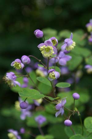 Thalictrum rochebrunnianum