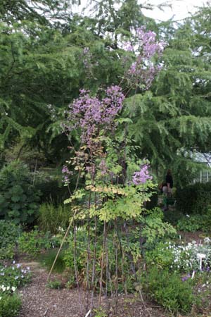 Thalictrum rochebrunnianum grandisepalum