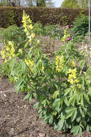 Thermopsis lupinoides