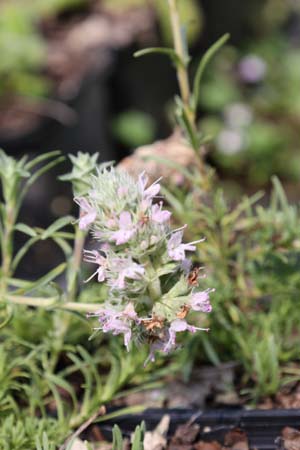 Thymus atticus