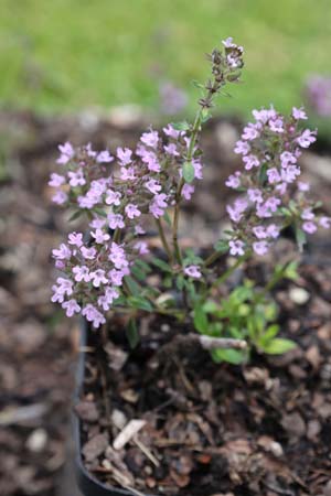 Thymus 'Bergamotte'