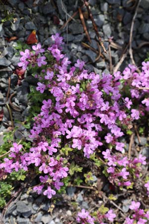 Thymus serpyllum 'Bressingh. Seedling'