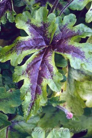 Tiarella 'Iron Butterfly'