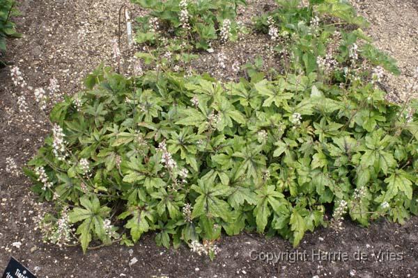 Tiarella 'Iron Butterfly'