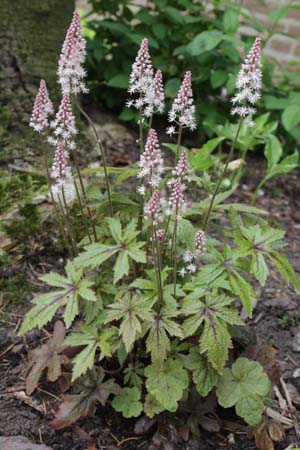 TIARELLA 'Pink Skyrocket'