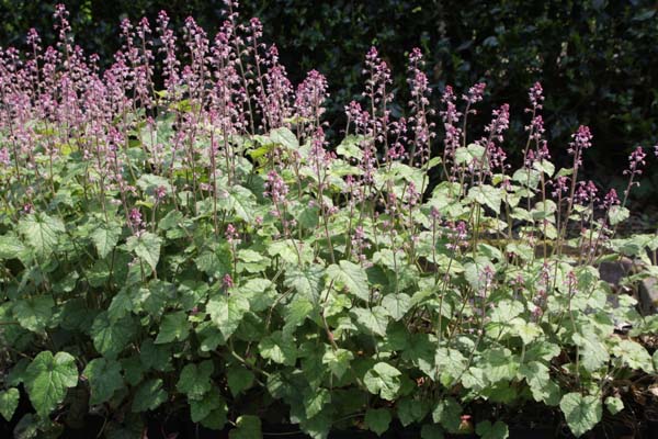 Tiarella polyphylla (HeHeHe024)