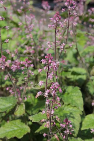 Tiarella polyphylla (HeHeHe024)