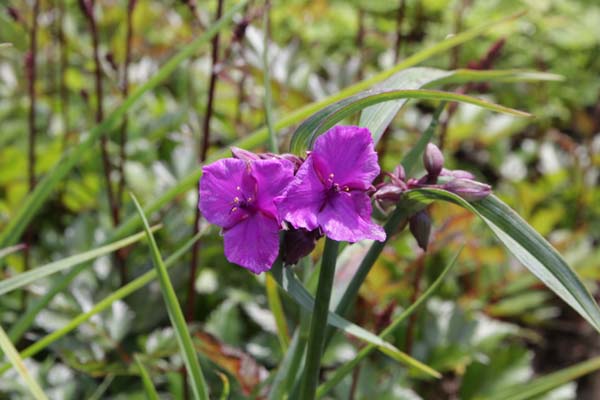 Tradescantia 'Concord Grape'