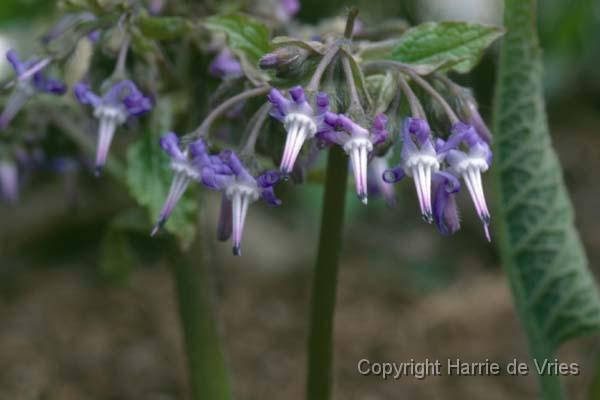 Trachystemon orientalis