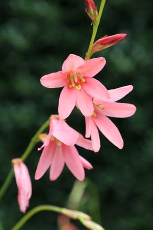 Tritonia disticha  ssp. rubrolucens ex short red form