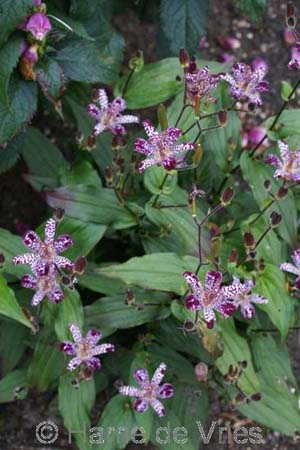 Tricyrtis 'Empress'