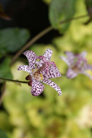 TRICYRTIS formosana 'Pale Form'