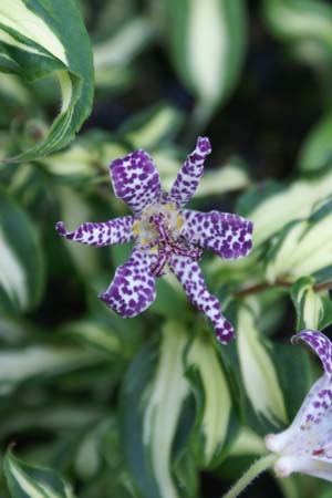 TRICYRTIS 'Imperial Banner'