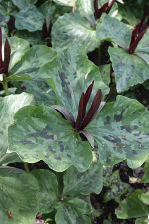 Trillium kurabayashii (groot bloeibaar)