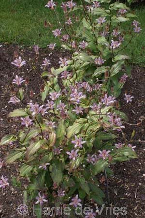 Tricyrtis lasiocarpa